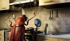 К чему снятся тараканы – что говорит сонник?
