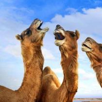 Zakaj sanjate o kameli po sanjski knjigi?
