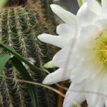 Why does a cactus bloom? A cactus blooms in a house of omens.