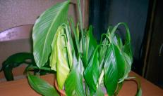 The problems of growing spathiphyllum: a list of 