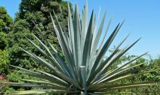 Therapeutic properties of the agave plant: how to use natural medicine
