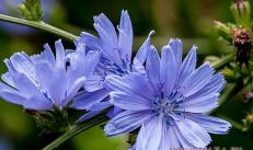 Chicory soluble: useful properties and contraindications