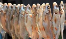 How to salt carp for curing