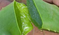 Is it possible to eat aloe, medicinal properties, application
