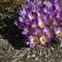 Crocuses - planting and care, the secrets of proper cultivation